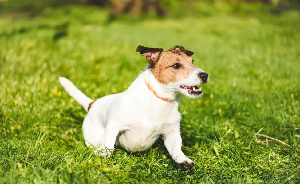 Cão Jack Russel Terrier correndo em gramado