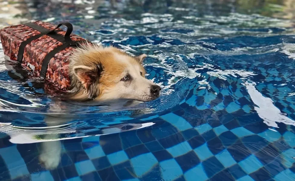 cachorro idoso na piscina