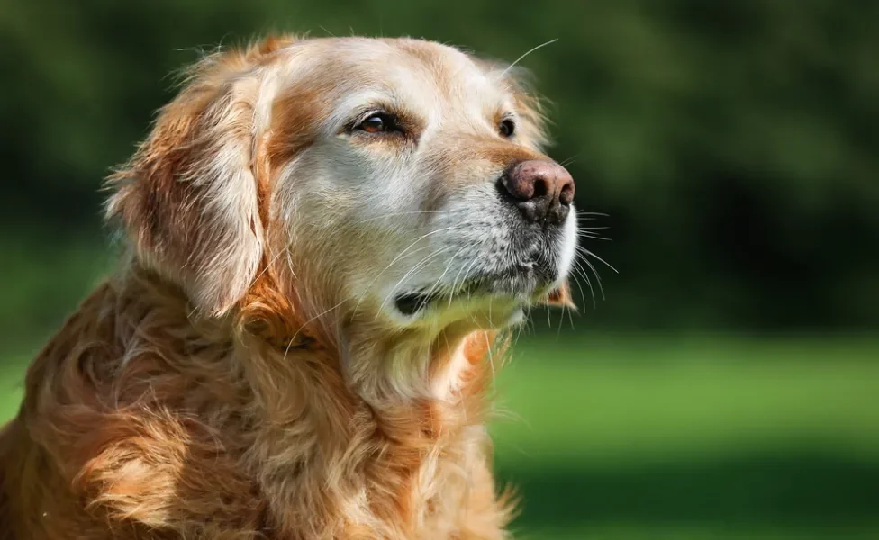 cachorro idoso golden retriever olhando para o horizonte