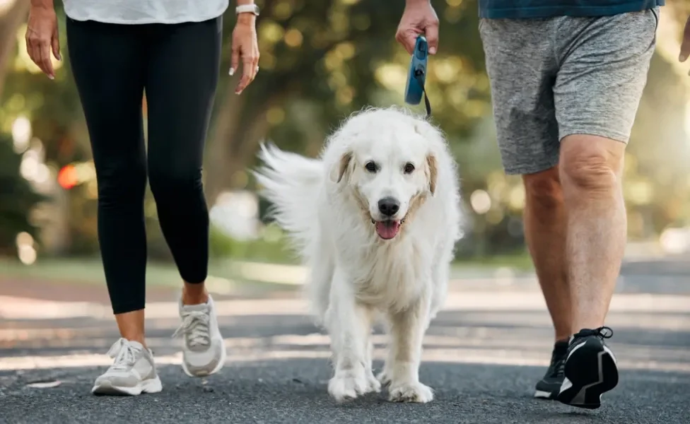 cachorro idoso caminhando com donos