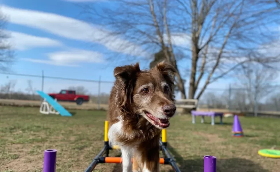 cachorro idoso fazendo agility