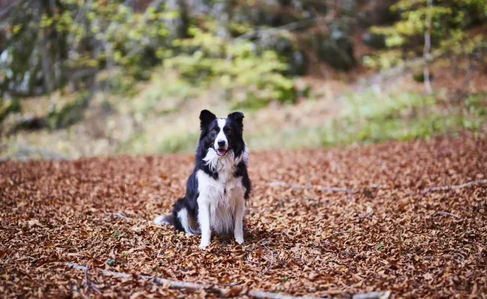 Border Collie sentado em chão de folhas de outono