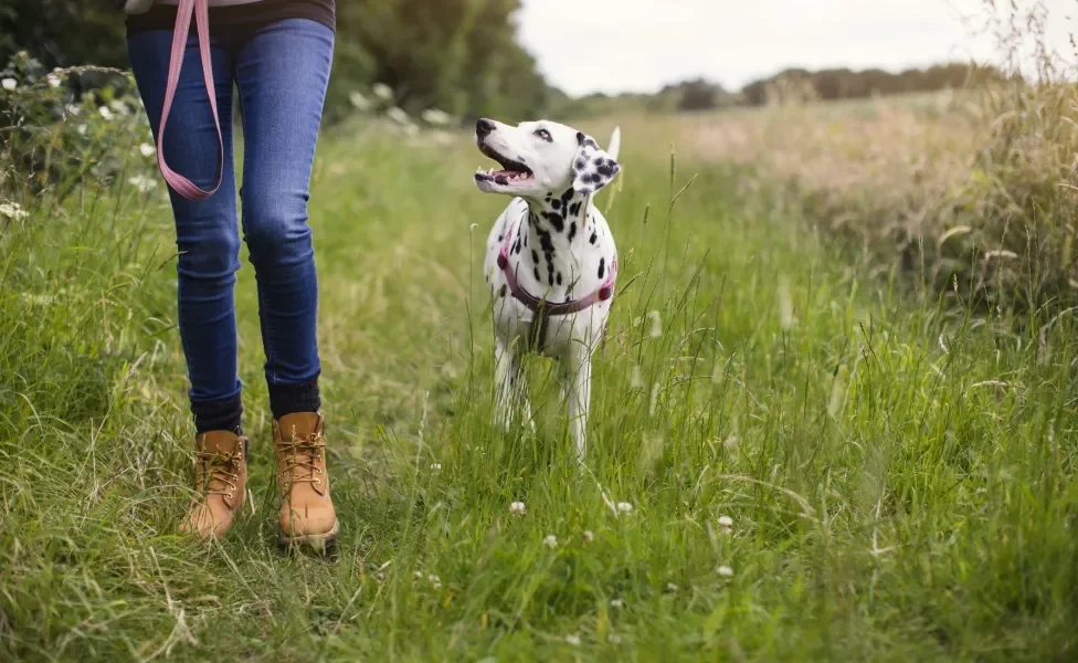 Cachorro Dálmata em campo aberto junto de tutora