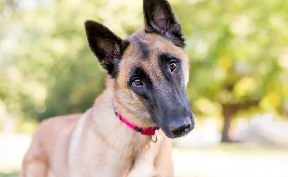 cachorro com a cabeça virada de lado