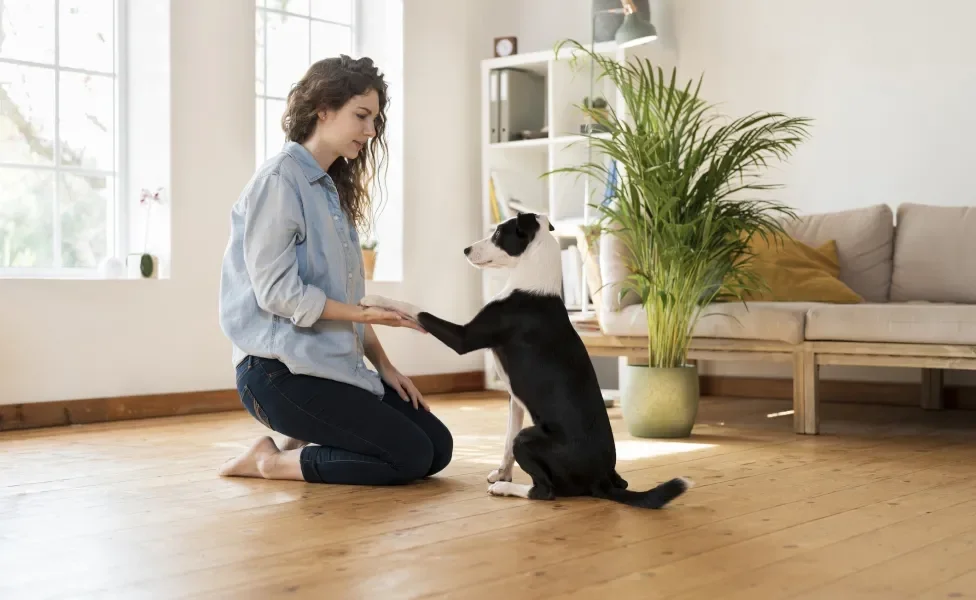 Tutora brincando e educando seu cão em uma sala de estar