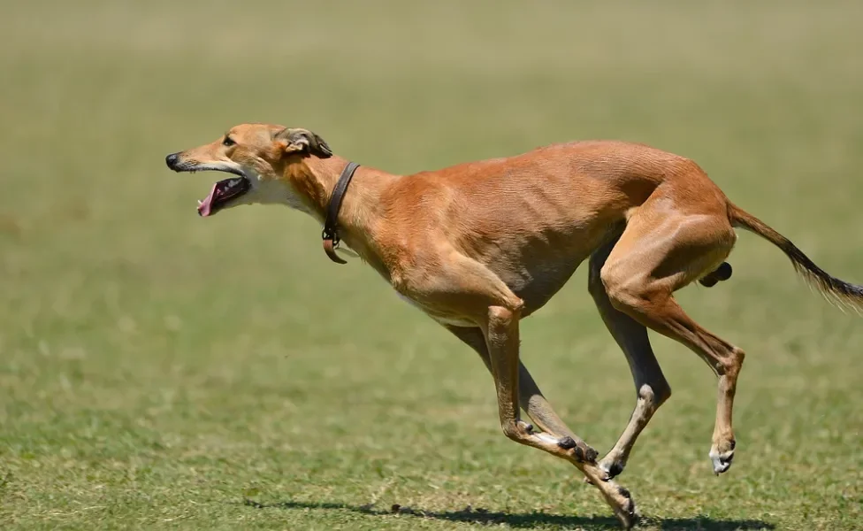 cachorro mais rápido do mundo galgo inglês correndo