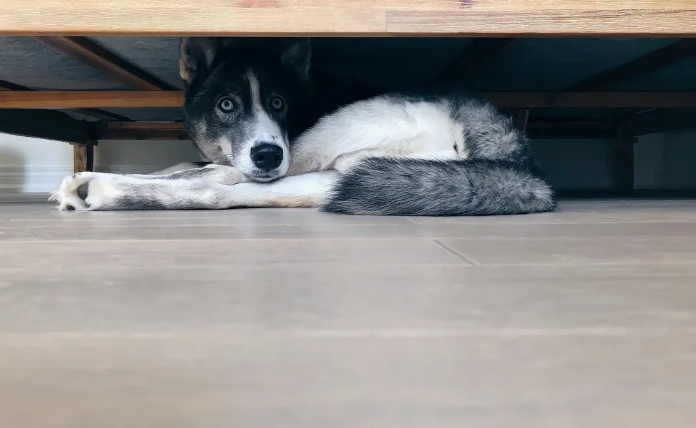 Cachorro cinza e branco escondido embaixo de cama, com medo