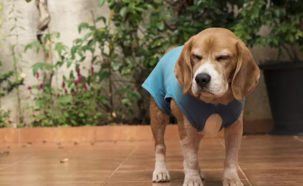 Cachorro com roupa de pós-cirurgia curtindo no quintal com os olhos fechados