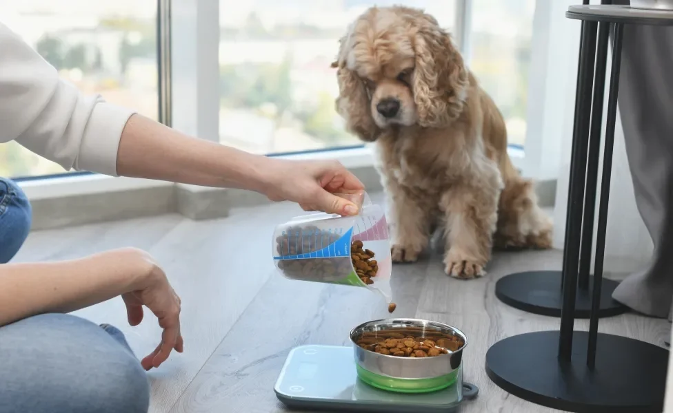 cachorro olhando enquanto tutora coloca ração no pote