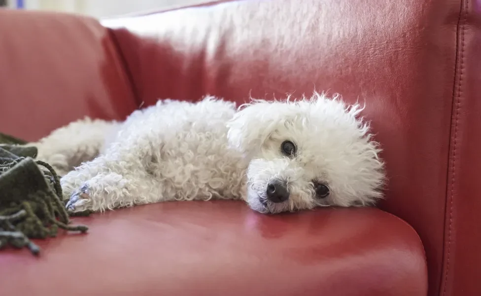 Cãozinho Bichon Frisé deitado em sofá vermelho