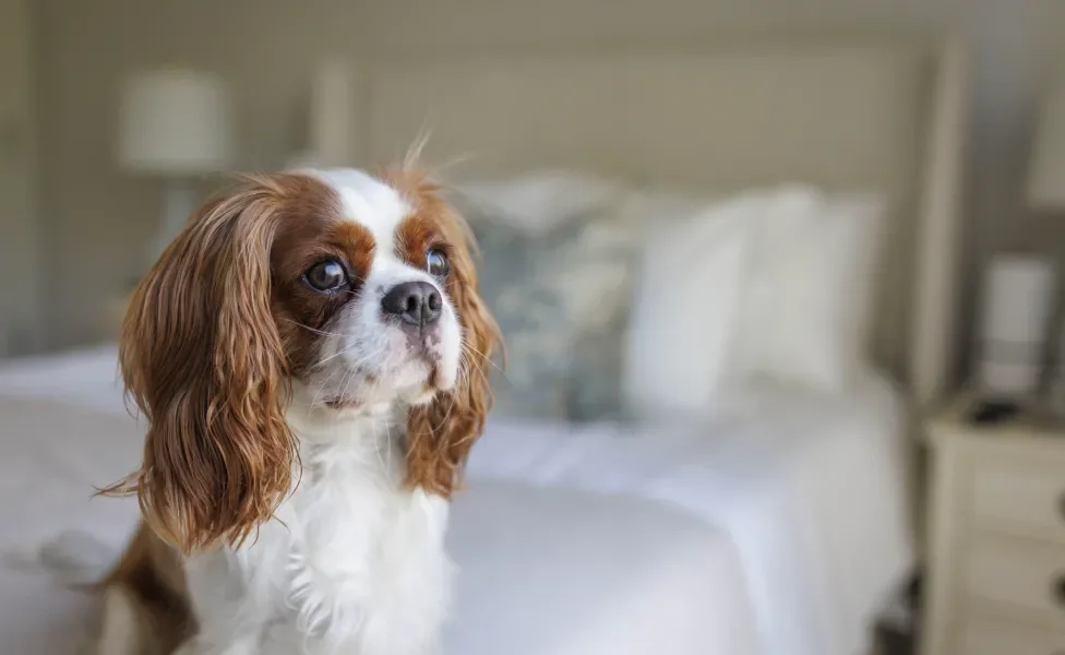 Cavalier King Charles Spaniel em quarto