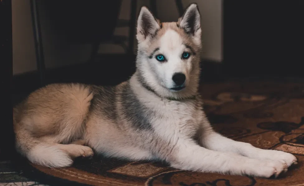 Cão Husky Siberiano deitado em tapete