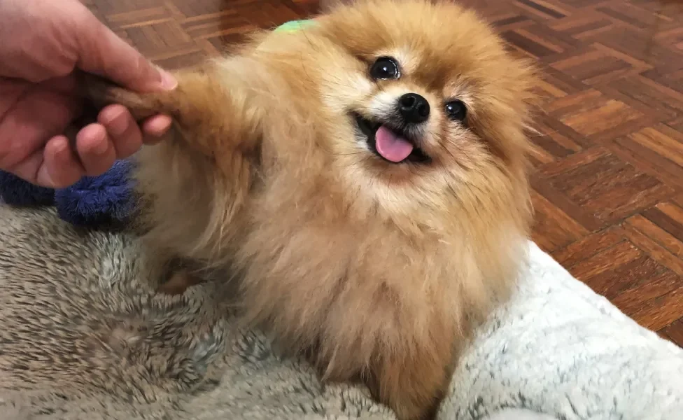 Lulu da Pomerânia "apertando" mão de tutor com sua patinha dentro de casa