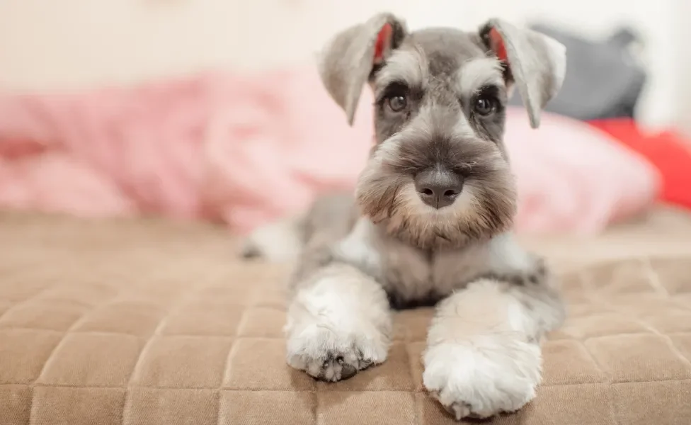 Cão Schnauzer pequeno deitado em cama