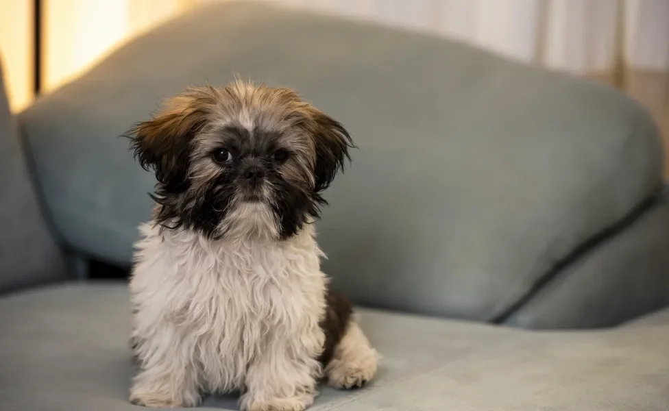 Cão Shih Tzu sentado em sofá