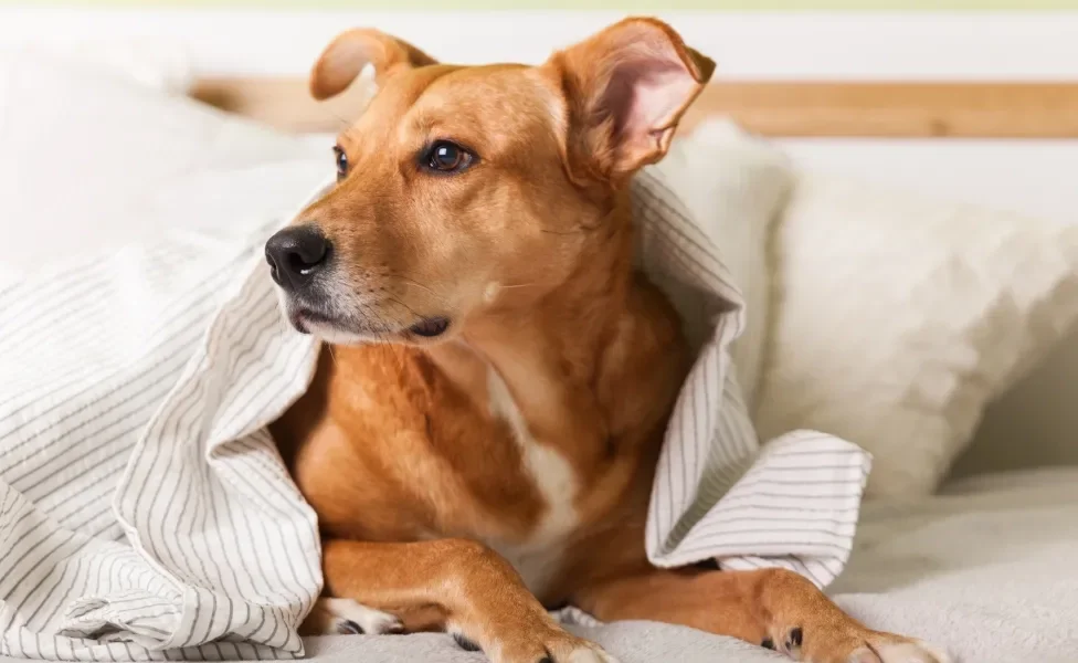 Cão Vira-lata caramelo deitado em cama coberto por lençol