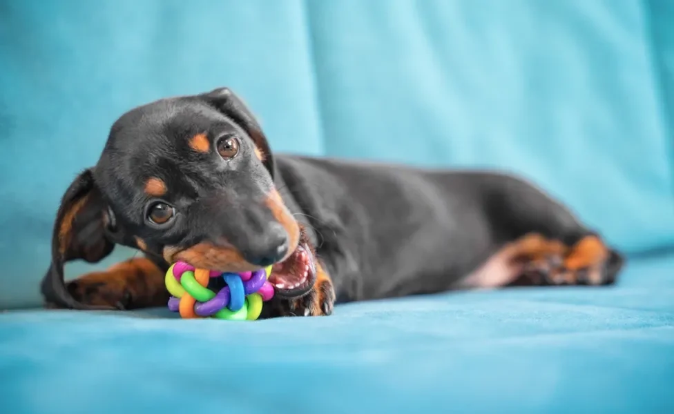 dachshund brincando com mordedor