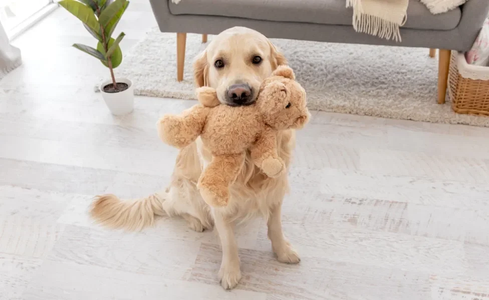 golden retriever com urso de pelúcia na boca