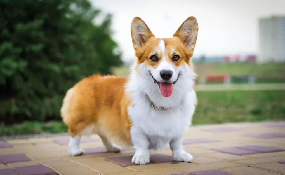 Cão Welsh Corgi Pembroke em pé em gramado