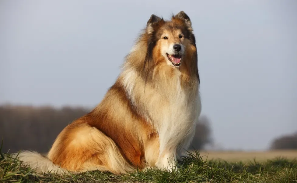 Rough Collie sentado em gramado