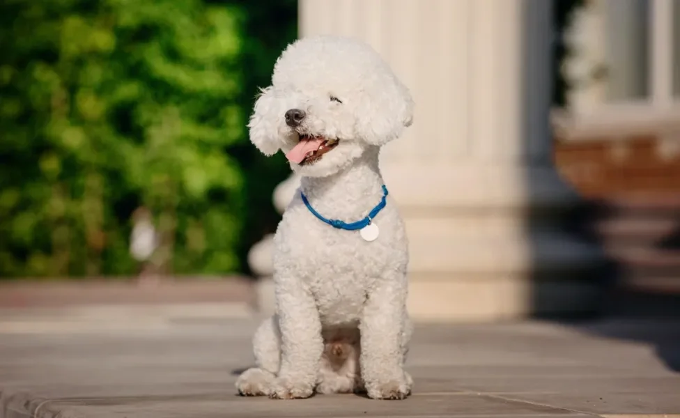 cachorro pequeno bichon frisé sentado com língua de fora