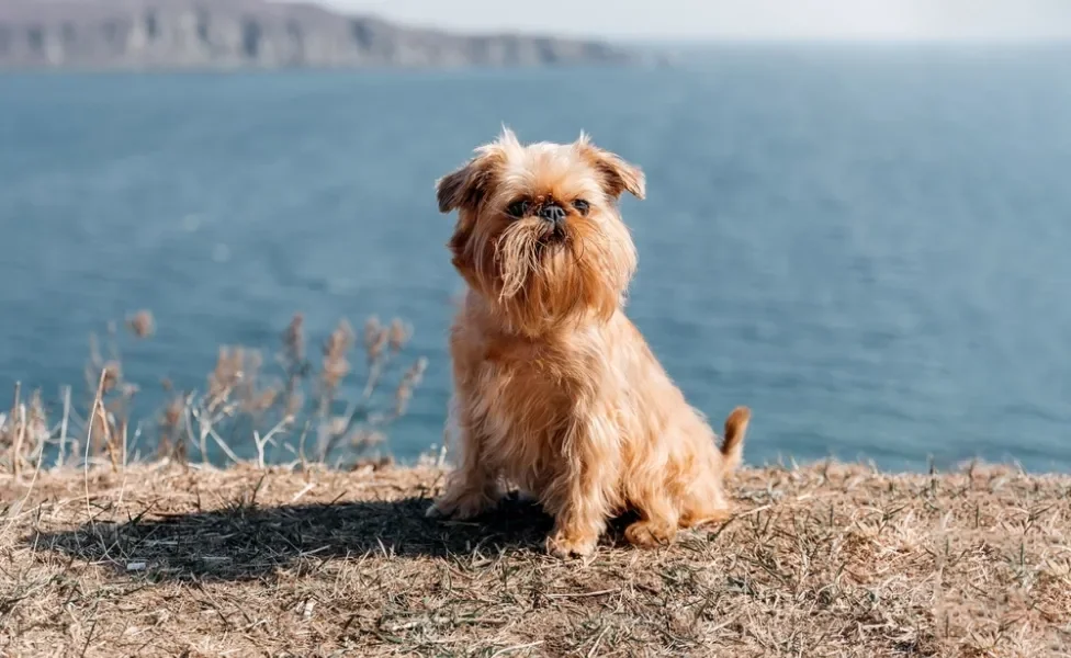 cachorro pequeno griffon de bruxelas sentado com mar de fundo