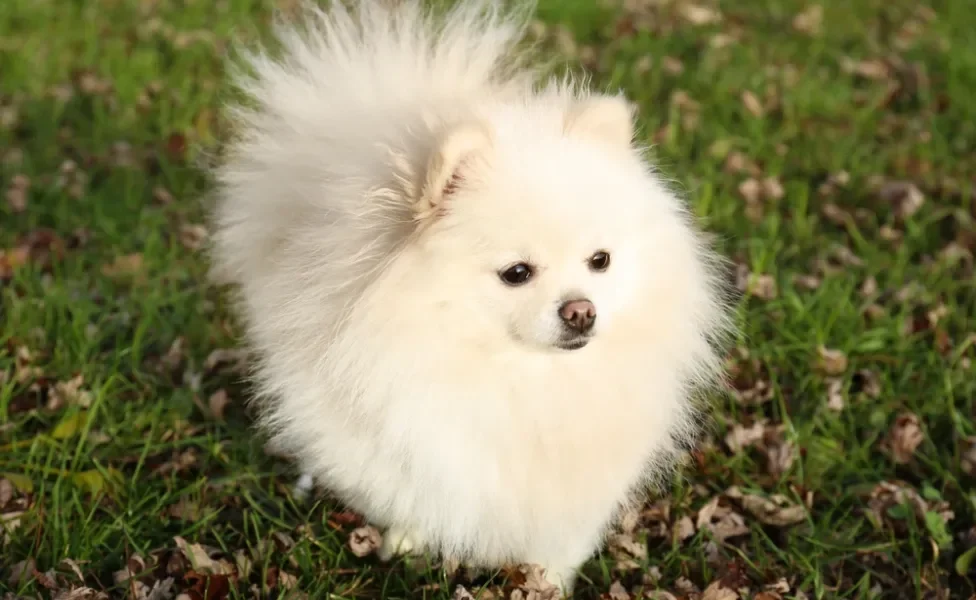 cachorro pequeno lulu da pomerânia branco ao ar livre