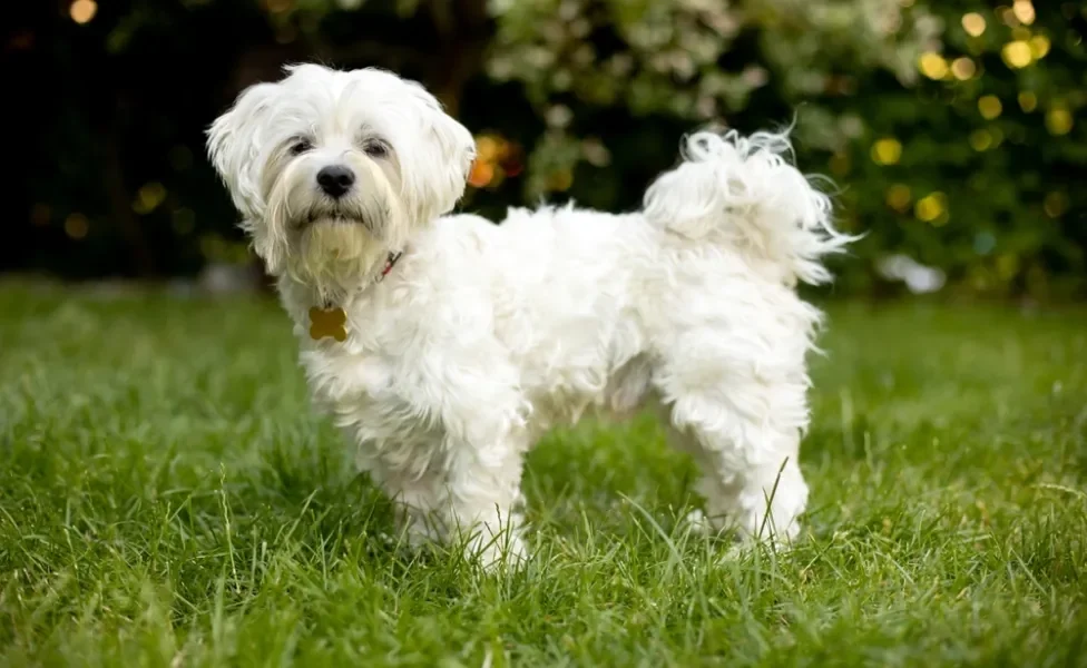 cachorro pequeno maltês em pé em gramado