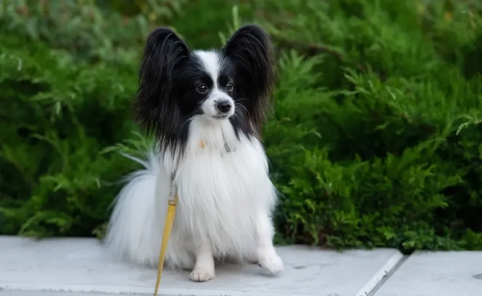 cachorro pequeno papillon sentado com arbustos de fundo