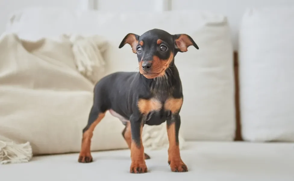 cachorro pequeno pinscher em cima de sofá