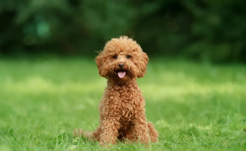 cachorro pequeno poodle toy sentado na grama