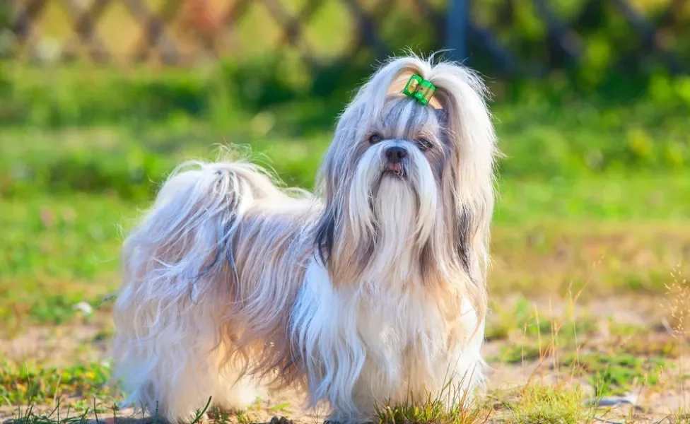 cachorro pequeno shih tzu em pé em gramado