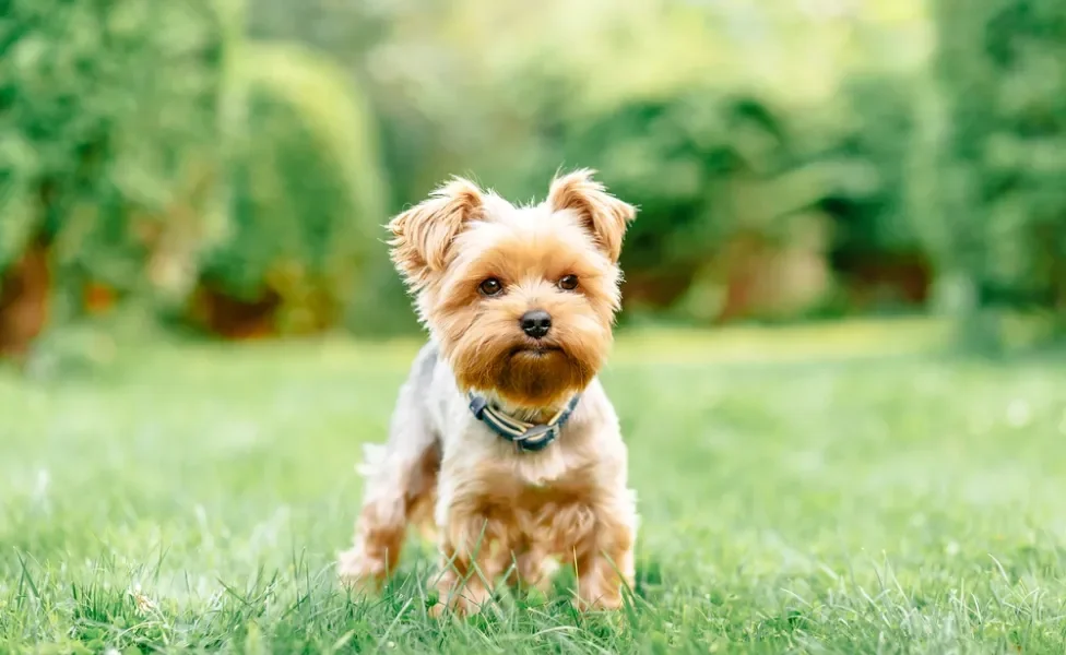 cachorro pequeno yorkshire em pé em gramado