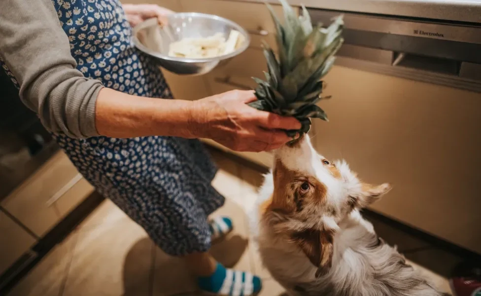 Cachorro cheirando abacaxi na mão de tutora