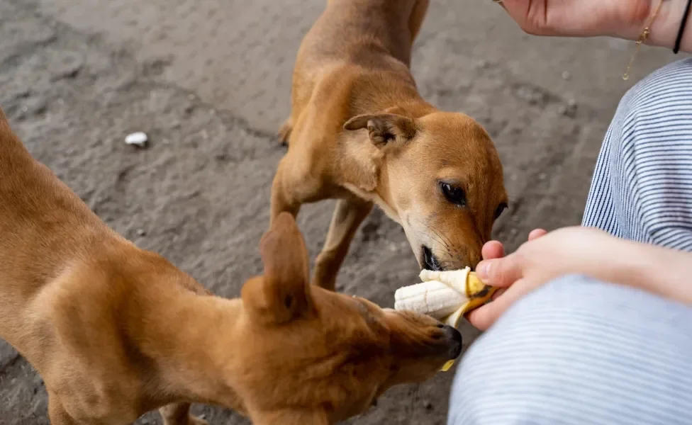 Dois cachorros comendo banana oferecida por pessoa