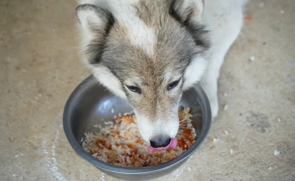 cachorro comendo pote com arroz e feijão