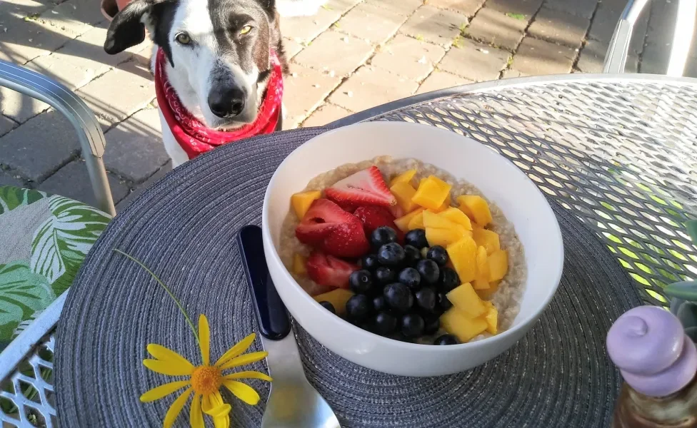 Cachorro com bandana vermelha no pescoço olhando para pote com frutas em cima de mesa