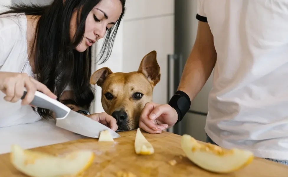 Tutores cortando melão enquanto cachorro observa