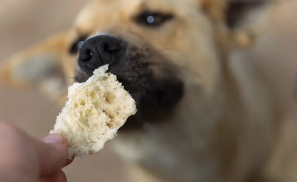 cachorro cheirando pão