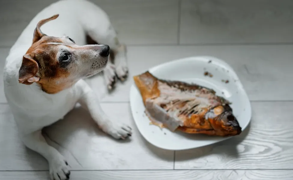 Cachorro Pode Comer Peixe? | Patas Da Casa