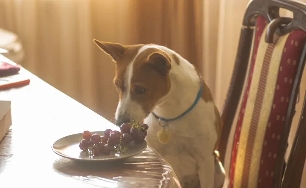 Cachorro cheirando cacho de uvas em prato