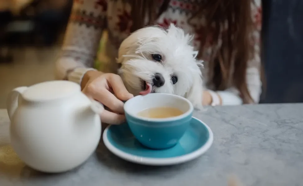 Cachorrinho branco lambento xícara de chá de sua tutora