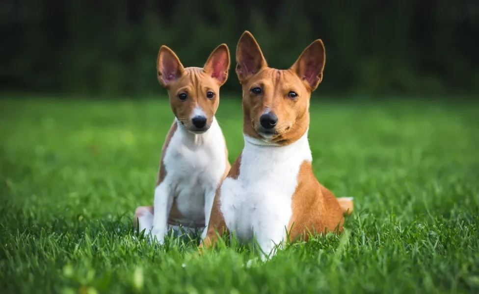 cachorro basenji adulto e filhote de basenji lado a lado sentados no gramado