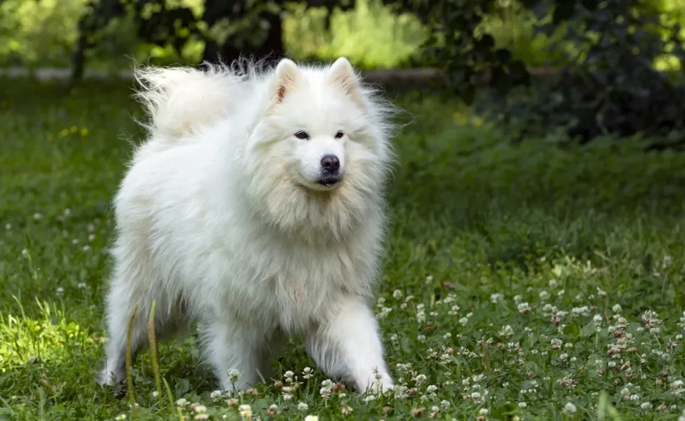 Cão Samoieda andando em bosque