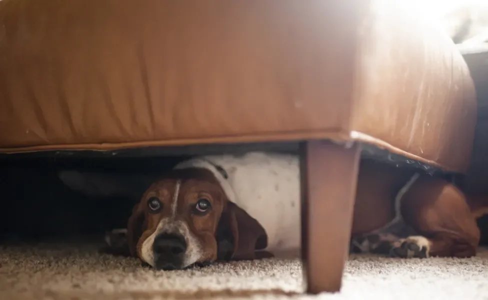 Cachorro escondido embaixo de poltrona