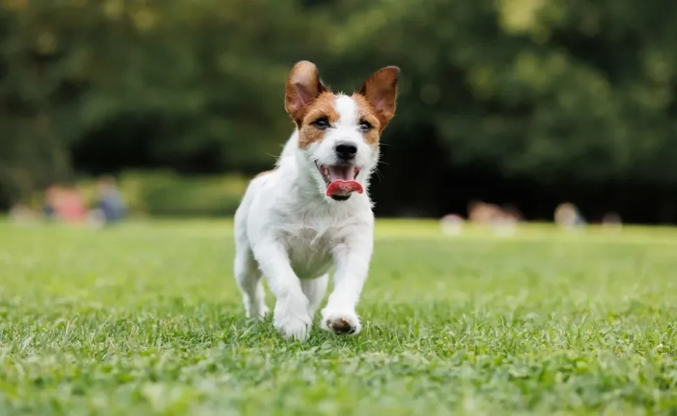 cachorro brincando ao ar livre