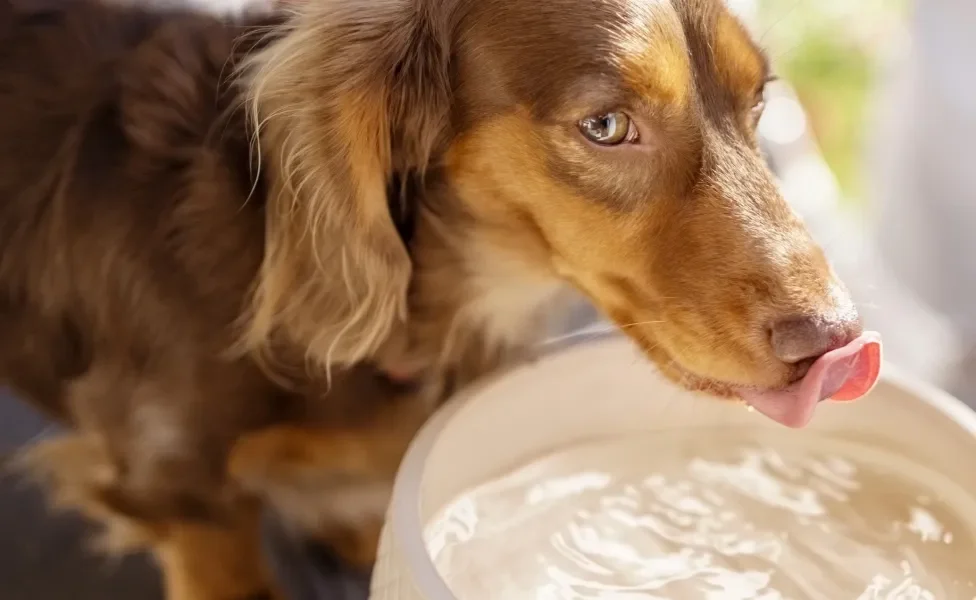 Cachorro marrom ensolarado com língua para fora bebendo água em pote branco