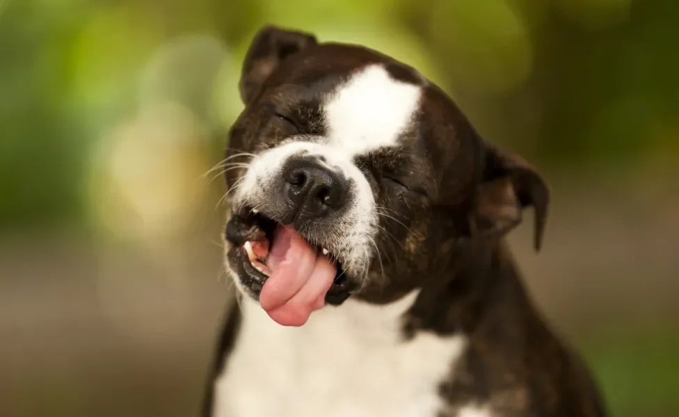 Cachorro fazendo careta com a língua para fora