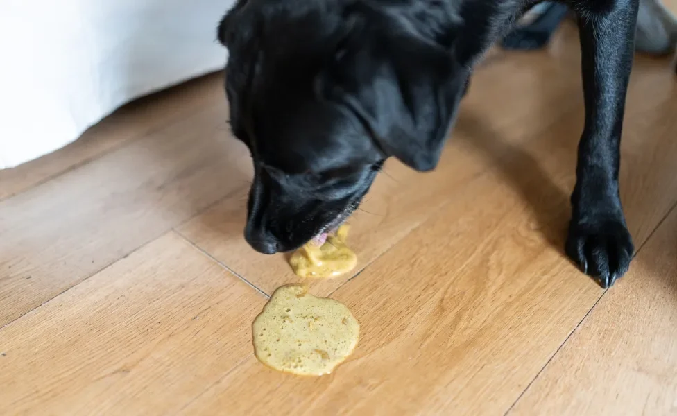 Cachorro preto vomitando no chão