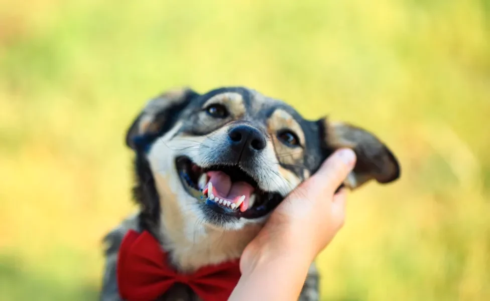 cachorro feliz recebendo carinho na orelha